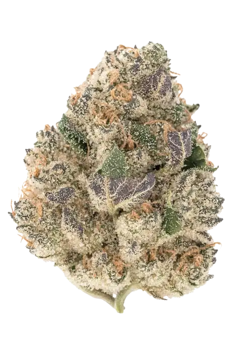 Tropicana Cookies Auto