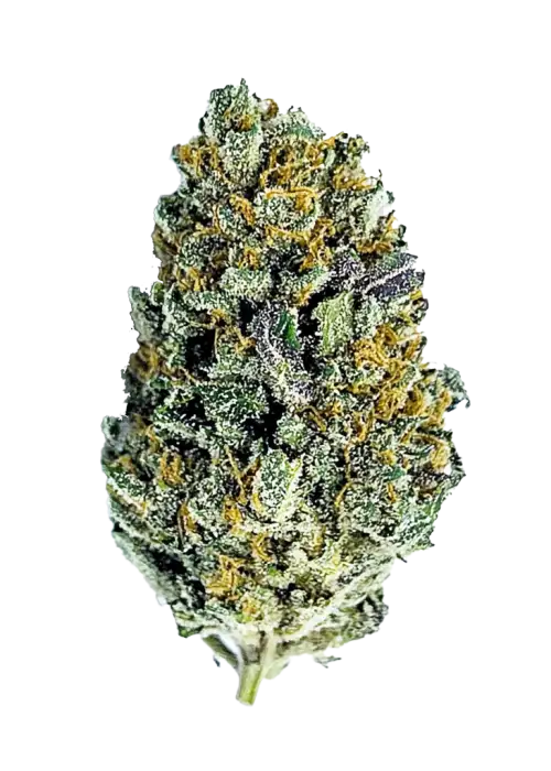 Gorilla Cookies FF