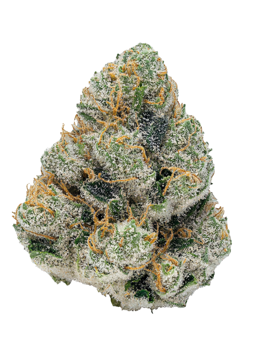 GG4 Sherbet FF