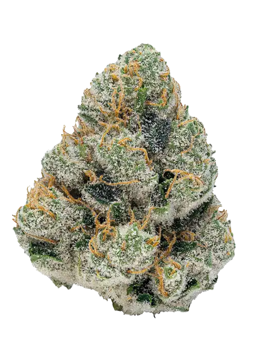 GG4 Sherbet FF