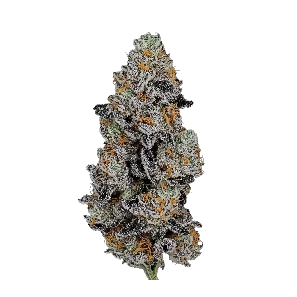 7603-gorilla-z-auto.webp