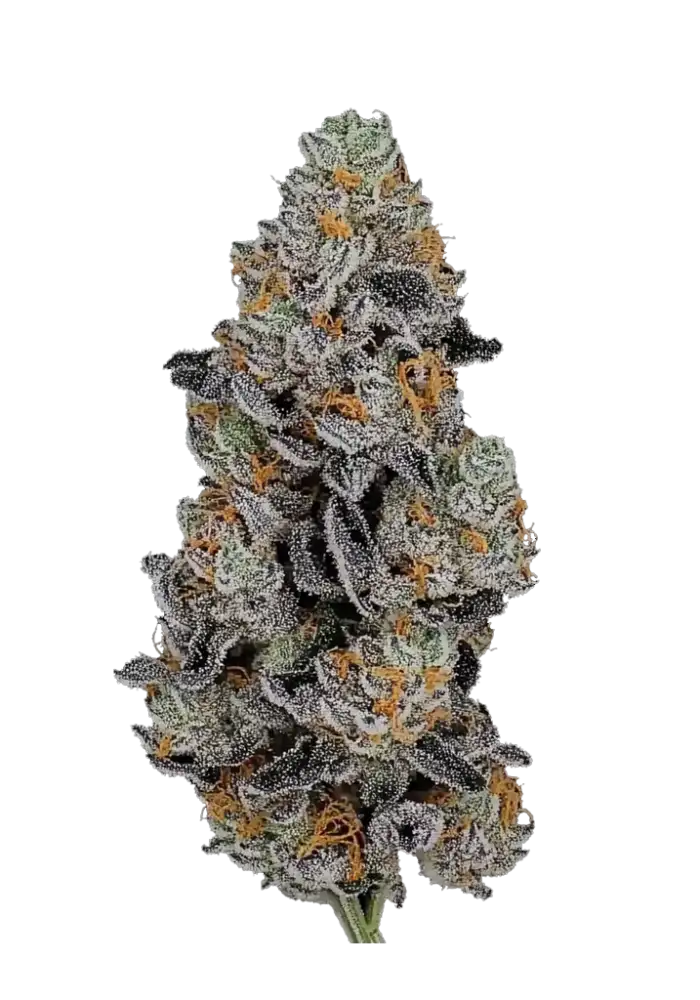 7603-gorilla-z-auto_1000.webp