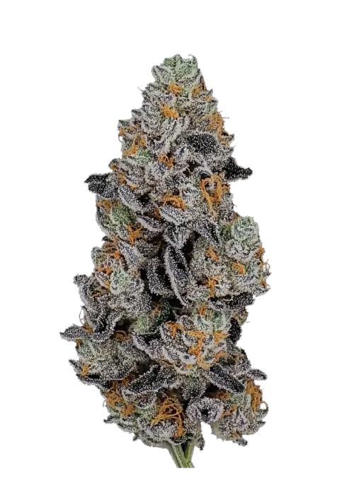 Gorilla Z Auto