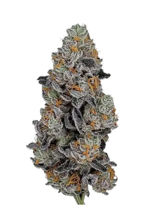 Gorilla Z Auto