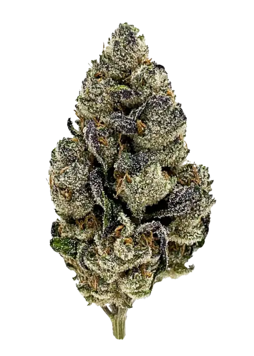 Forbidden Runtz Auto