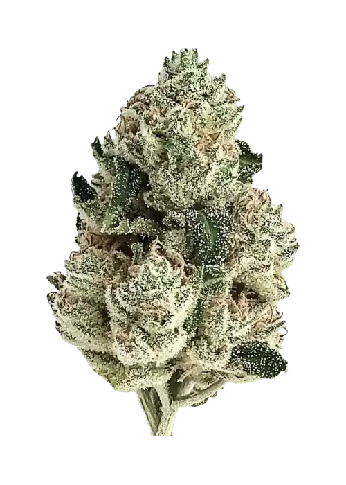 Lemon AK Auto