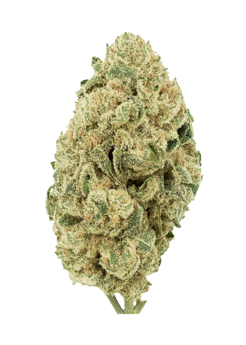 Grapefruit Auto