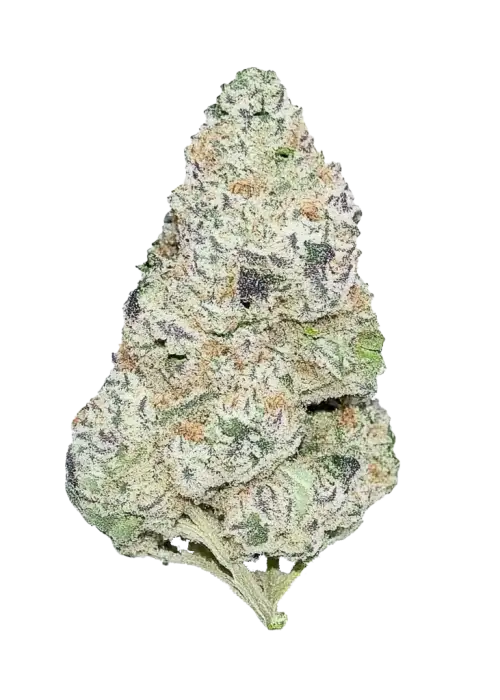 Guava Auto™
