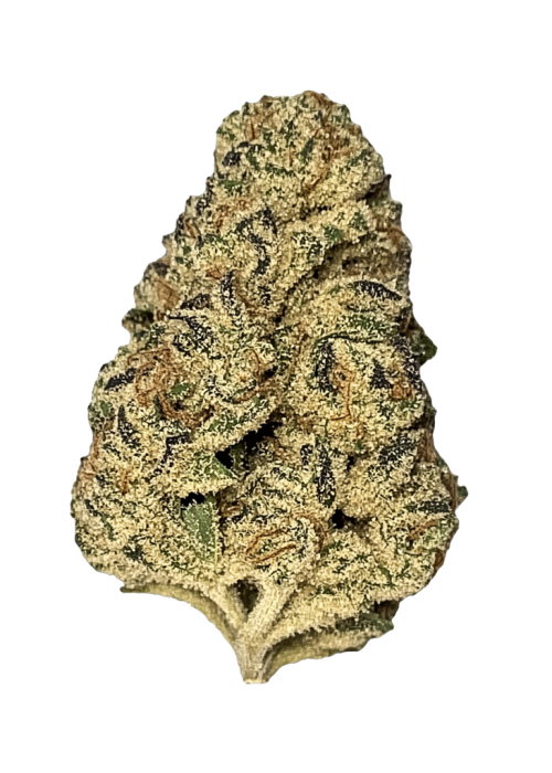 Black Maple