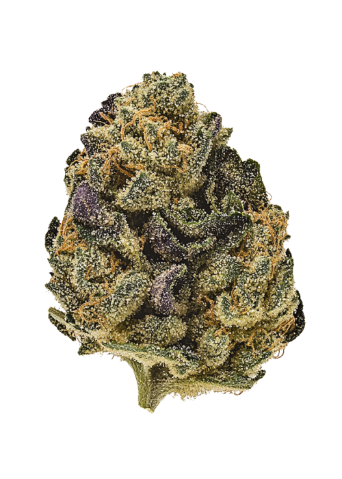 Cream Mandarine Auto™
