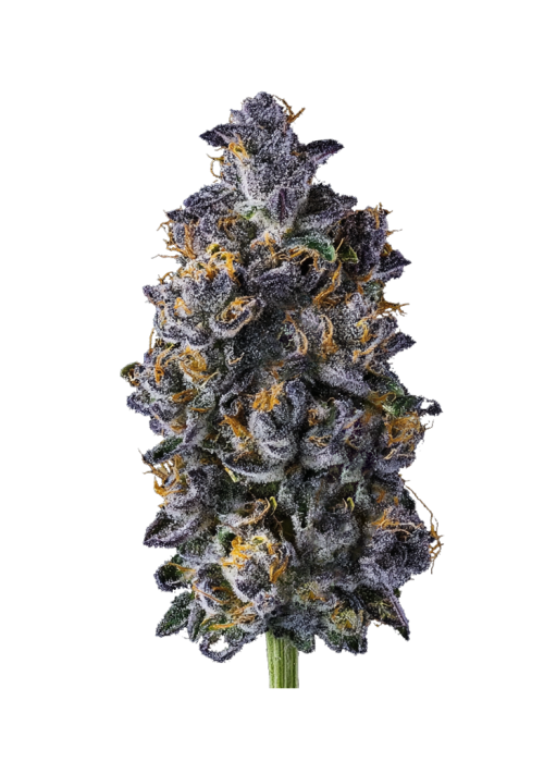 Double Lemon Cherry
