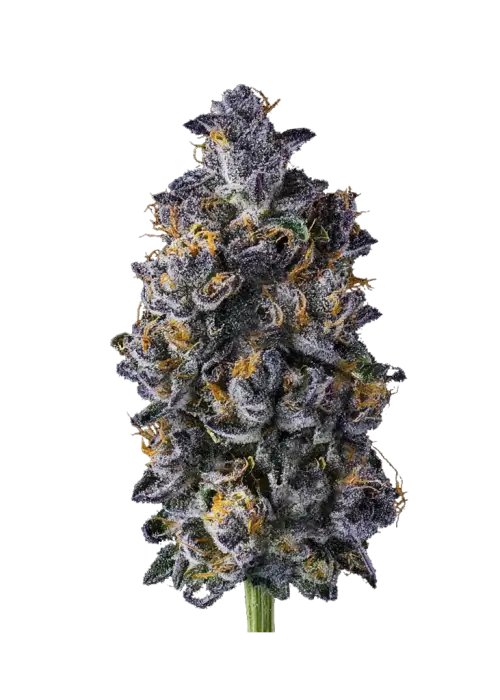 Double Lemon Cherry