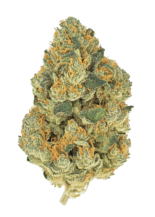 Oysters
