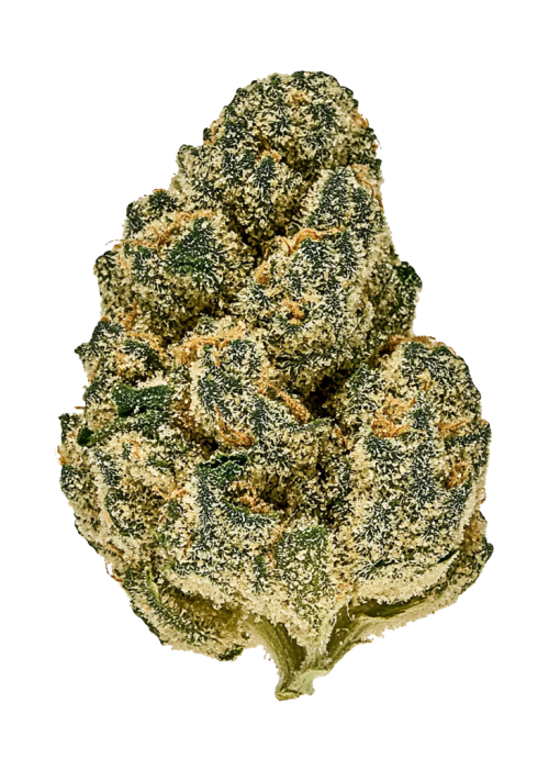 Zozi