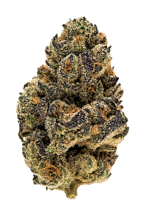 Gelato Put In Pop