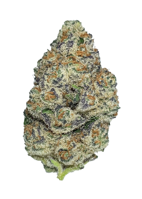 Sherbie Truffle