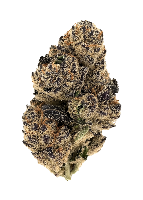 Biscotti x Zuchi