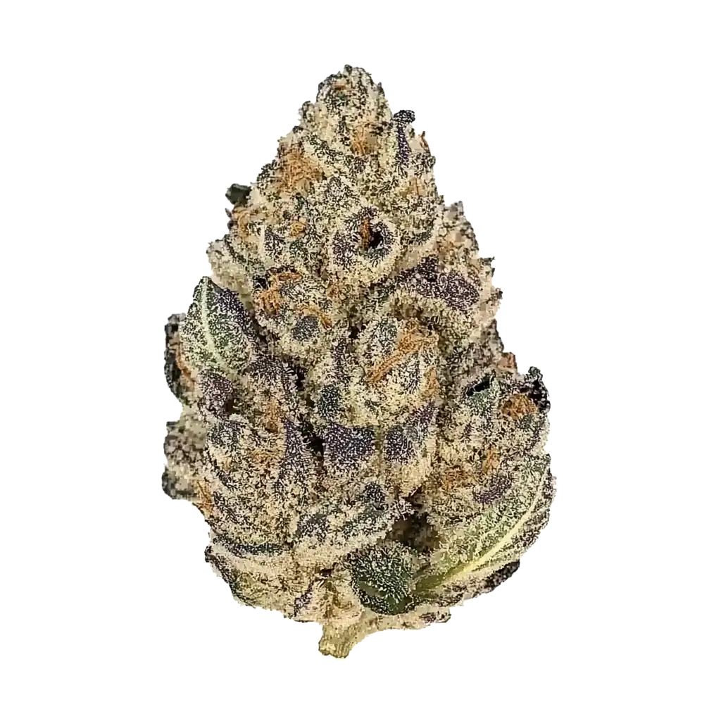 Blue Ivory Cannabis Strain Information - GrowDiaries