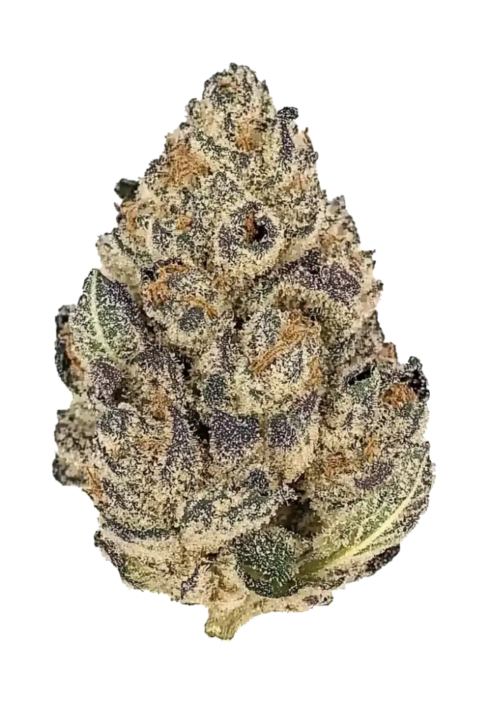 【世界100台】WEED Blues D 2 MA104B BD-2 世界100台】WEED Blues D 2 MA104B BD-2 世界100台】WEED Blues Driver