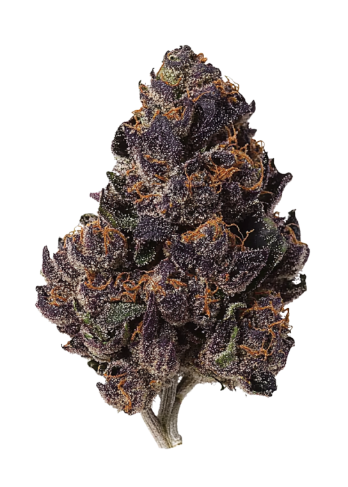 soura_0211Acid Black Cherry Cherry Zoda Seeds by Umami Seed Co - GrowDiaries