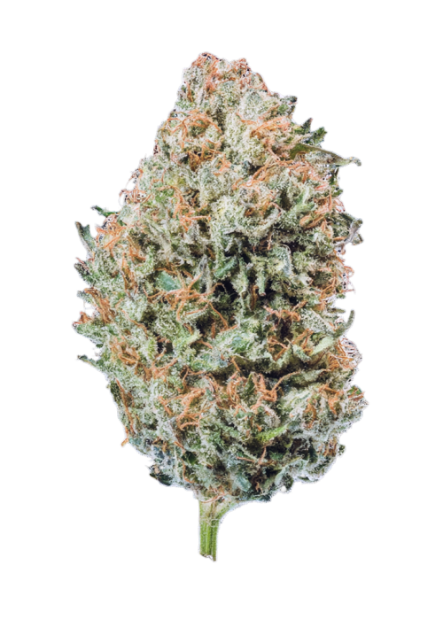 Blood Orange Tangie