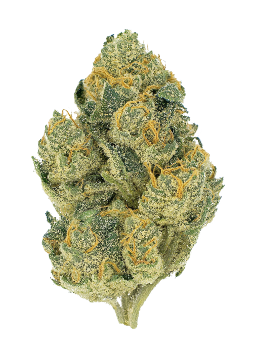 Geisha Breath