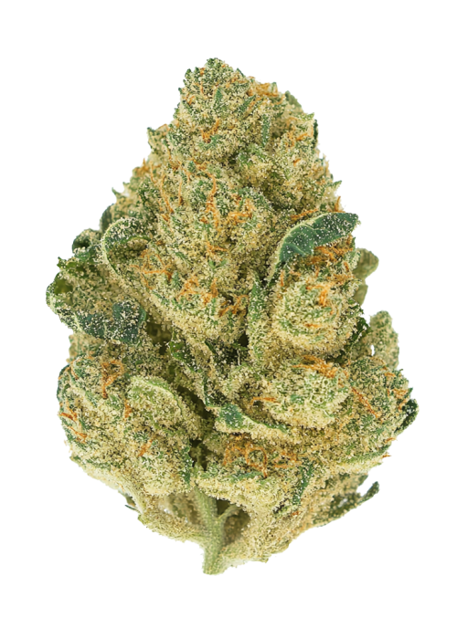 Gelucci