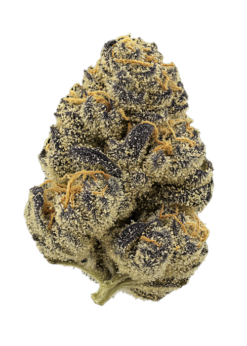 Lavenade 