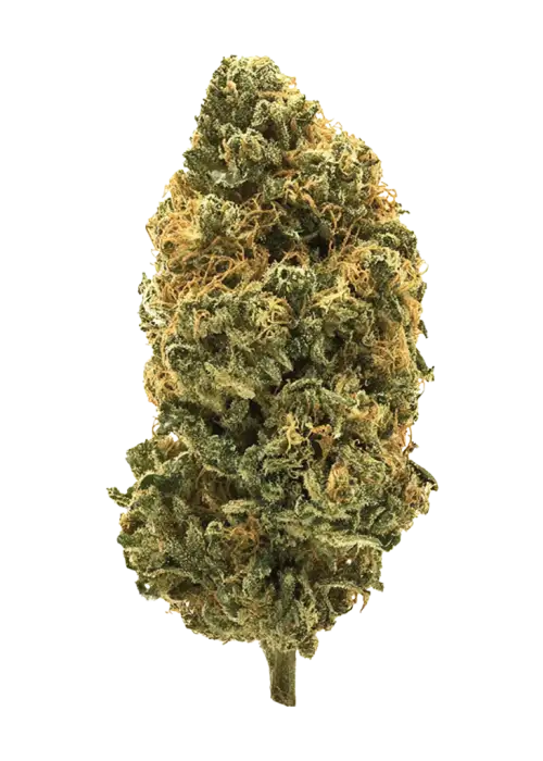 Tahiti Lime