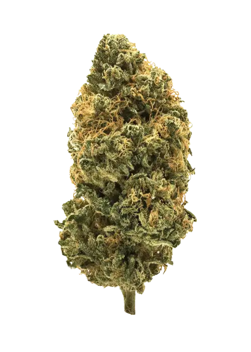 Tahiti Lime