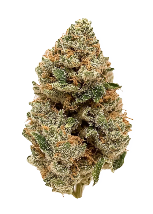 Tropic Tornado