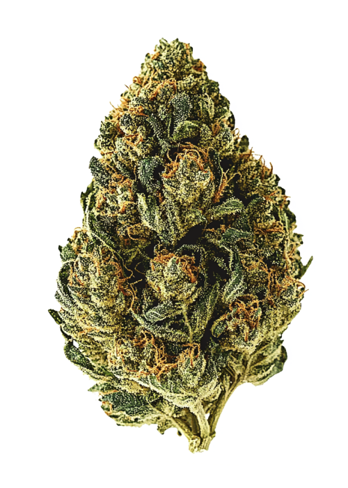 Tropic Zoda