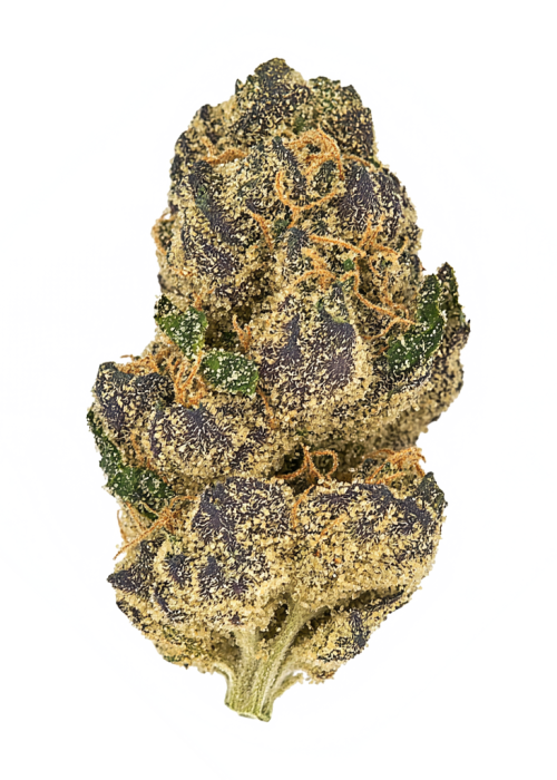 Violetti