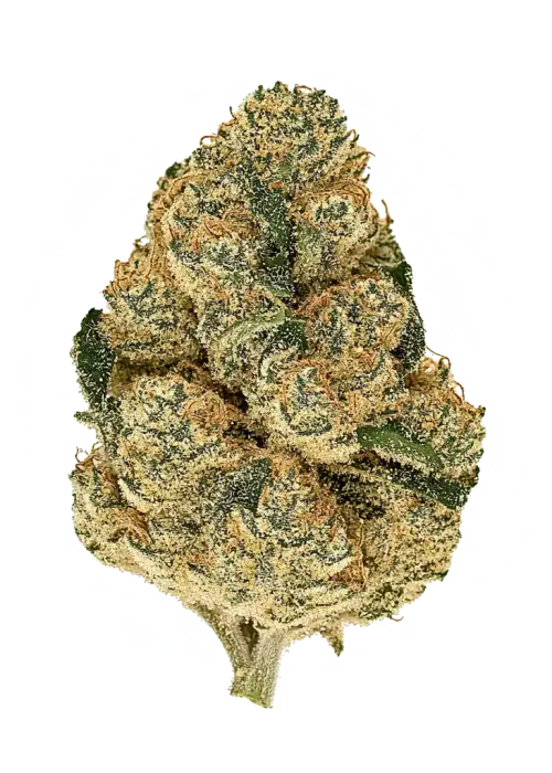 Zantasia