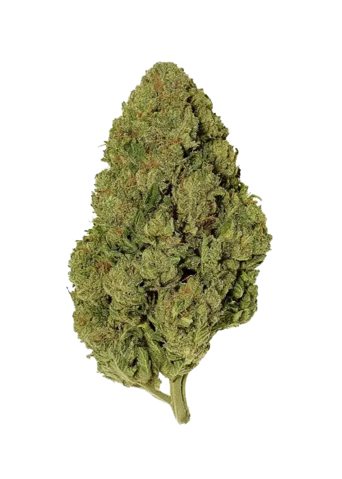Gaia F1