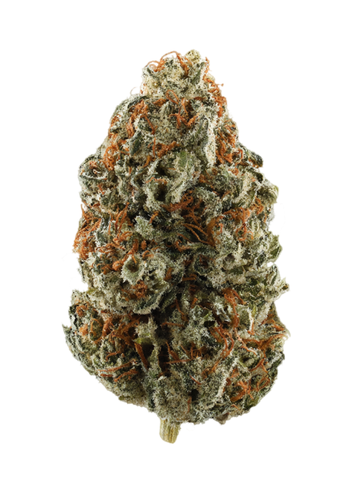 King Tut