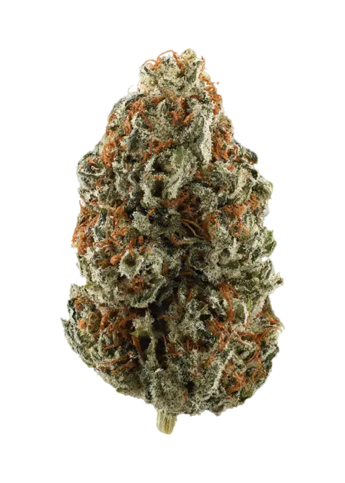 King Tut