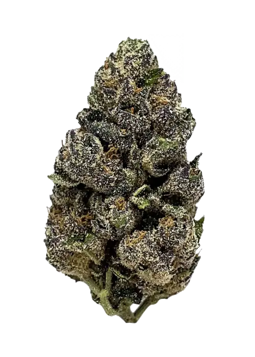 Frosted Zinn x 3 Bears OG Auto