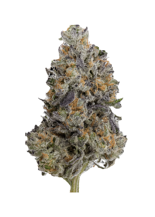 Lemon Cherry Gelato x Zuchi