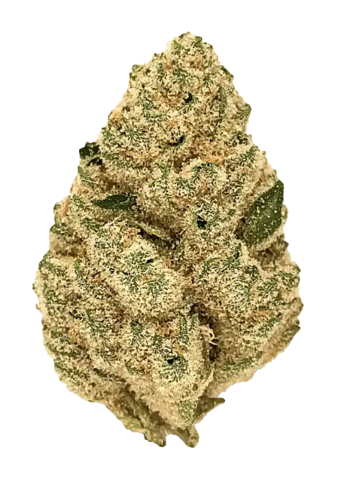 The Menthol