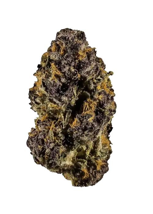 Augustus Glue 