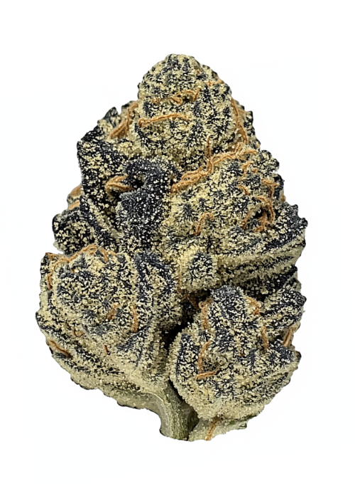 CANNABIS×Barbudos×yasuhide ono3点セット Buy California Orange x Skunk Marijuana Seeds For Sale | I49
