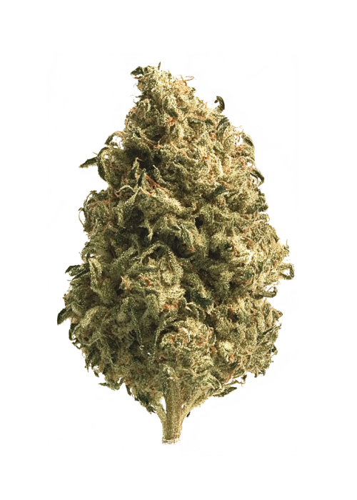 OZK x Pineapple-41