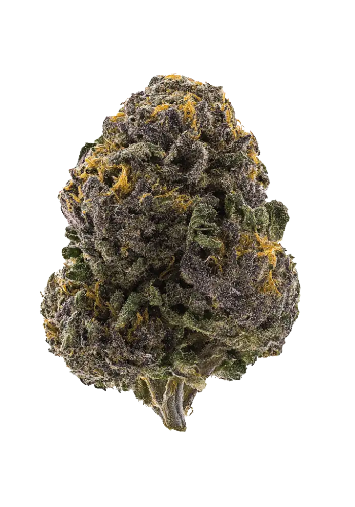 ZBX2 Cannabis Strain Products - GrowDiaries