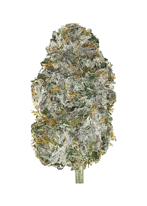 Lime Sickle