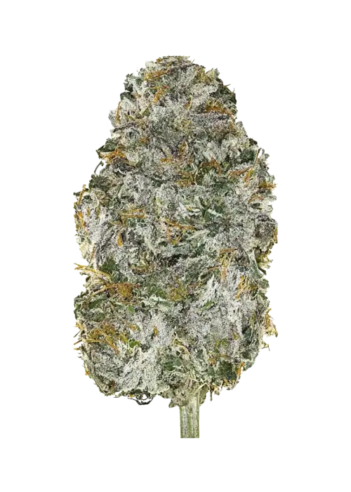 Lime Sickle