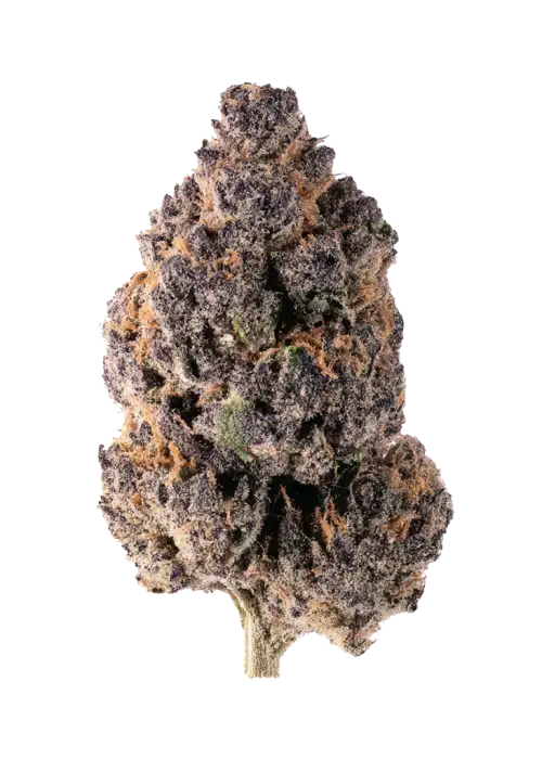 Violet's Crinkle
