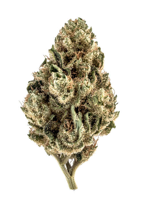 Electric Citrus