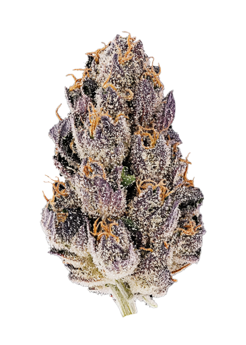 Biscotti Auto