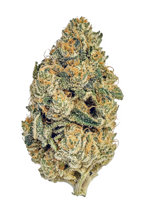Super Lemon Haze x GMO